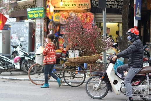 
	
	Những gánh hoa Đào rong cũng đã xuất hiện nhiều trên đường phố Hà Nội.